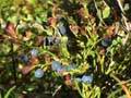 Blueberries