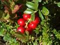Cowberries