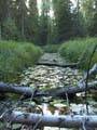 Forest brook