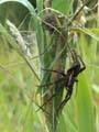 She-spider Dolomedes fimbriatus guarding her little ones