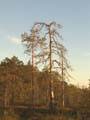 Pine trees