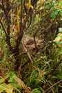 A forlorn nest