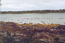 Ducks before leaving