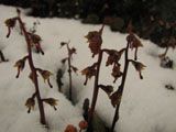 Charming plants
