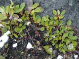 Green plants