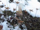 Hairy plant