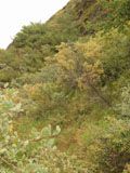 Plants on a hill slope
