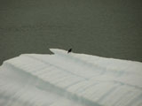 Raven on an iceberg