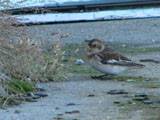 Snow bunting
