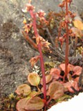 Two charming plants
