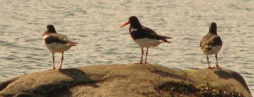 Competition is intraspecific: Oyster
 catchers