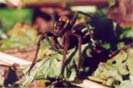 She-spider