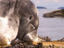 No struggle between different species: Sleeping seal
