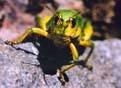 Face to face with cricket
