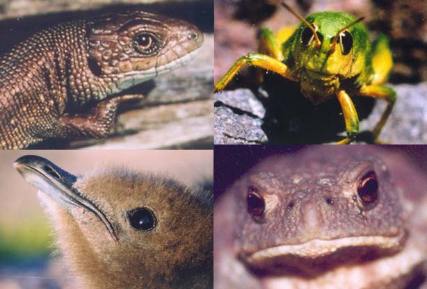 Face-to-face with Lizard, Cricket, Little Skua and Toad