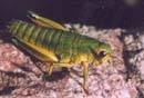 The green cricket (grasshopper?)