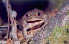Toad in the dark