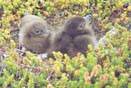 Two newly hatched skuas